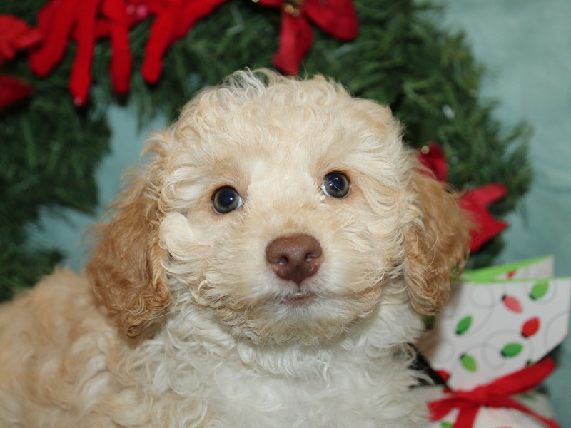 Poodle Mini - 9938 Image #1