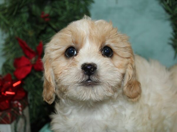 [#9936] Brown / White Female ShizaPoo Puppies for Sale