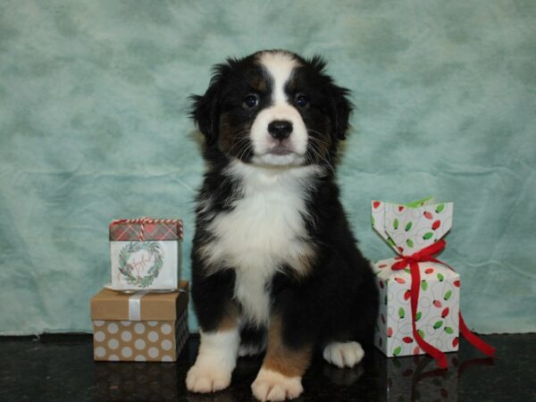 [#9937] Black Female Miniature Australian Shepherd Puppies for Sale