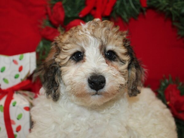 [#21240] Tri-Colored Male Poodle Mini Puppies for Sale