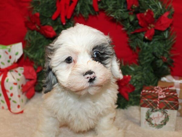 [#21238] White Blue Merle Male Daisy Dog Puppies for Sale