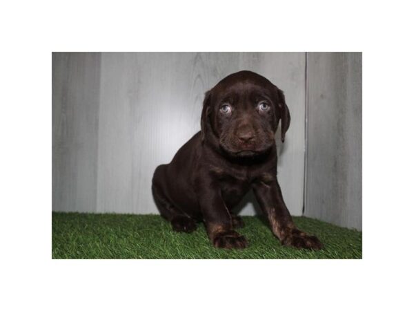 [#9947] Chocolate Female Labrador Retriever Puppies for Sale