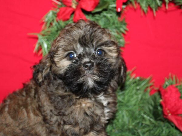 [#21248] Brindle Male Shih -Poo Puppies for Sale