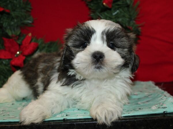 [#21250] Brindle / White Male Teddy Bear Puppies for Sale
