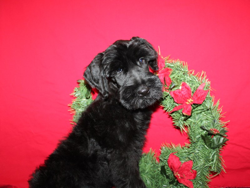 Giant Schnauzer - 21252 Image #1