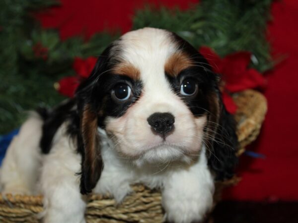 [#21265] Tri-Colored Male Cavalier King Charles Spaniel Puppies for Sale