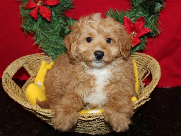 [#9948] Apricot Male Goldendoodle Puppies for Sale