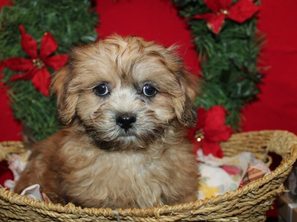 [#9955] Choc merle/Wh markings Male ShizaPoo Puppies for Sale