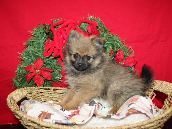 [#21275] Wolf Sable Female Pomeranian Puppies for Sale