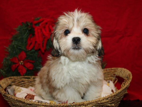 [#21282] Brown / White Female Teddy Bear Puppies for Sale