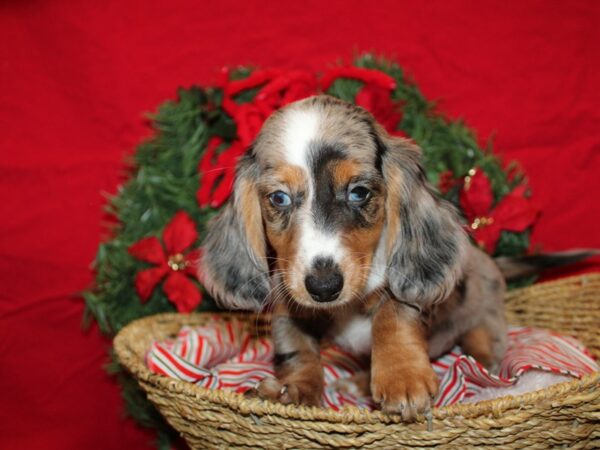 [#9965] Silver Dapple Female Dachshund Puppies for Sale