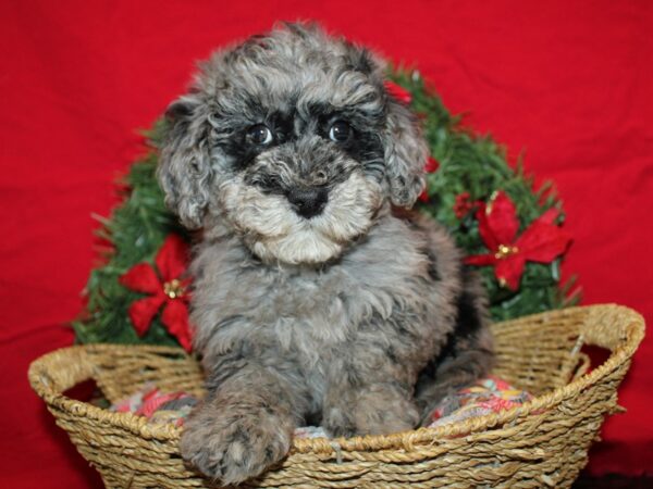 [#9958] Blue Merle Female Poodle Puppies for Sale