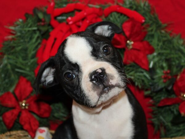 [#9956] Black / White Male Boston Terrier Puppies for Sale