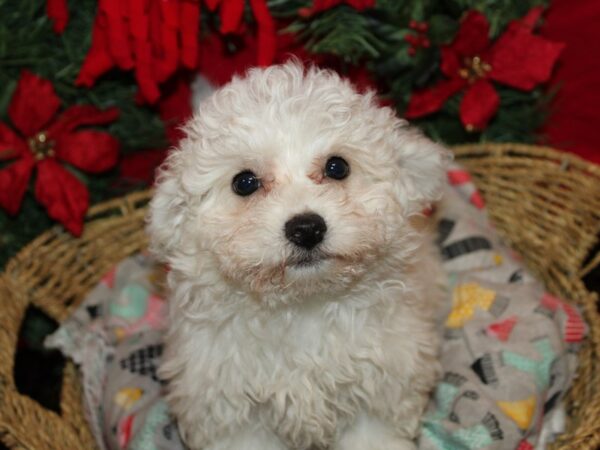 [#9963] White Female Bichon Frise Puppies for Sale