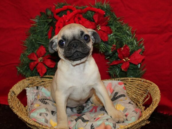 [#9960] Fawn Male Pug Puppies for Sale