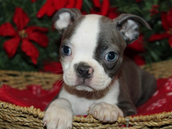 [#21278] Blue & White Male Boston Terrier Puppies for Sale