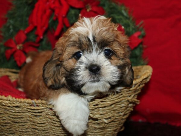 [#21277] Brown / White Female Lhasa Apso Puppies for Sale