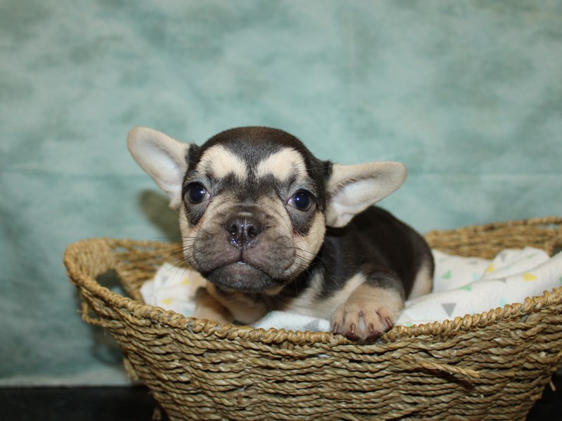 Available Pets Petland Rome,