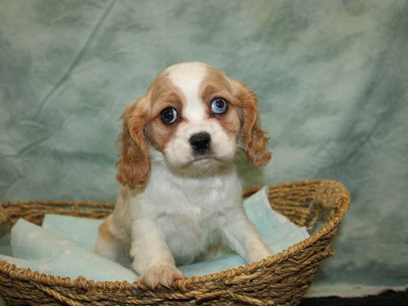Available Pets Petland Rome,