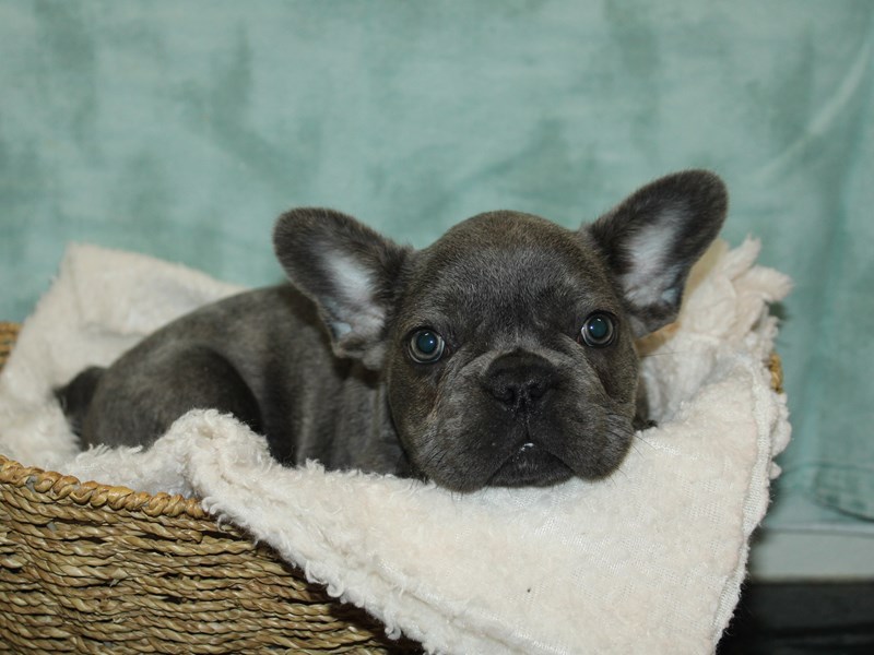 Puppies for Sale Visit Petland Rome,