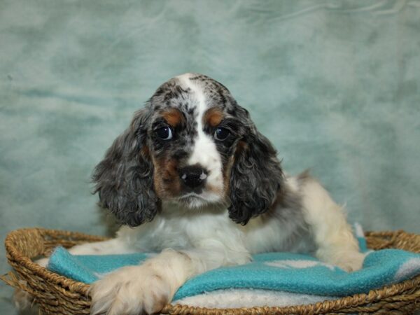 [#10442] Blue Roan and Tan Male Cocker Spaniel Puppies for Sale