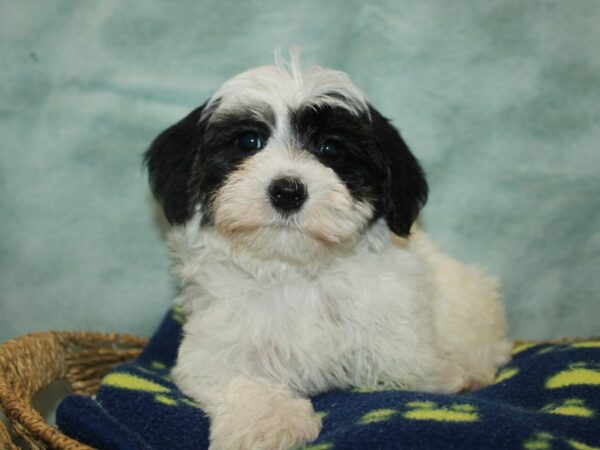 [#10443] Black and White Male Yorkiepoo Puppies for Sale