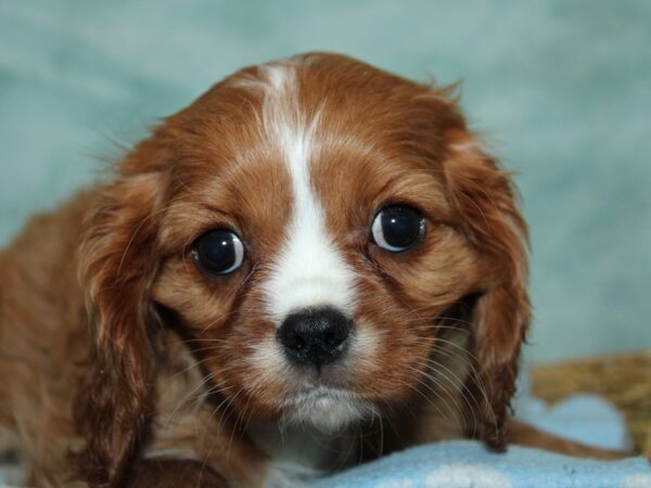 [#10455] Ruby Male Cavalier King Charles Spaniel Puppies for Sale
