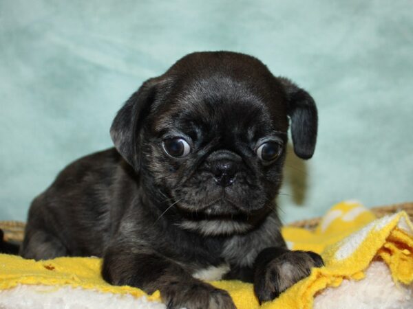 [#10451] Blue Merle Male Pug Puppies for Sale