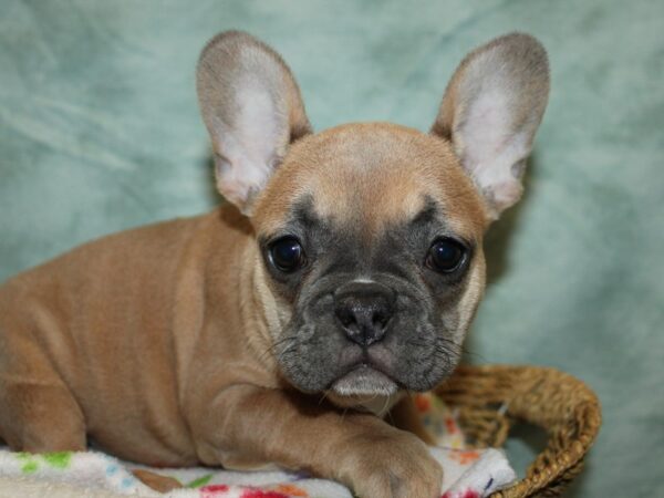 [#10463] Blue Fawn Female French Bulldog Puppies for Sale