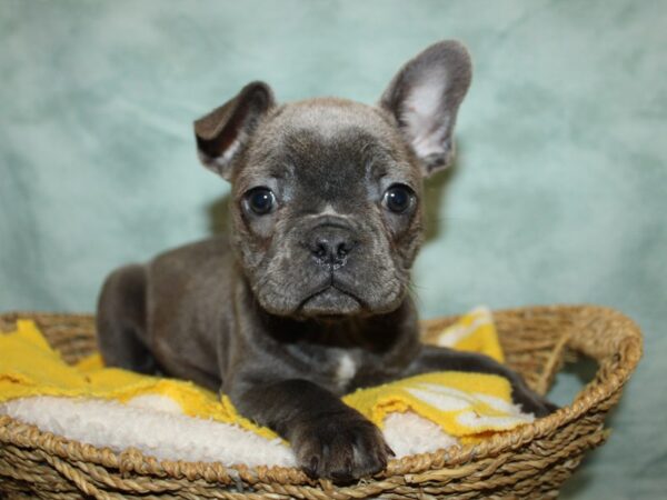 [#21951] Blue Female French Bulldog Puppies for Sale