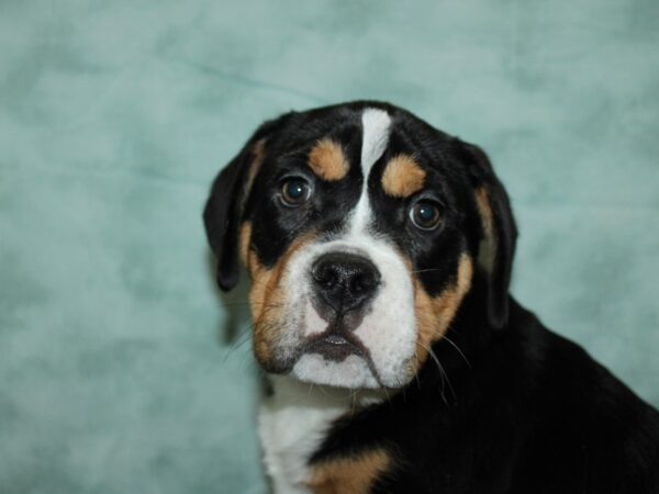 [#21967] Black / Tan Male 7/8 Beabull Puppies for Sale
