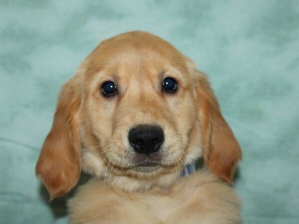 [#10466] Golden Female Golden Retriever Puppies for Sale