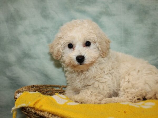 [#21974] Apricot Female Bichapoo Puppies for Sale