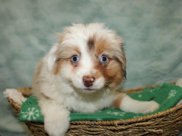 [#21972] Red Merle Female Miniature Australian Shepherd Puppies for Sale