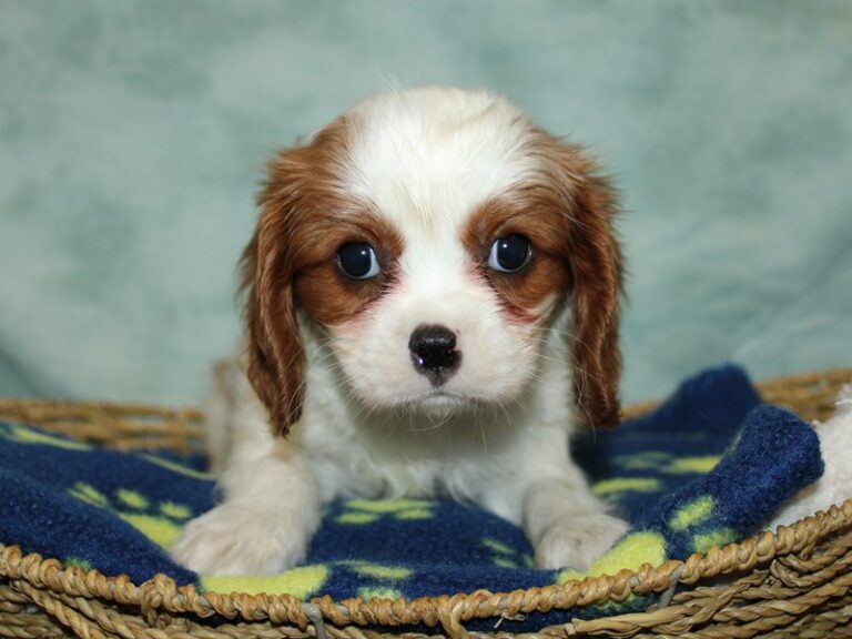 Available Pets Petland Rome,