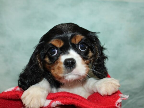 [#21983] Tri-Colored Female Cavalier King Charles Spaniel Puppies for Sale