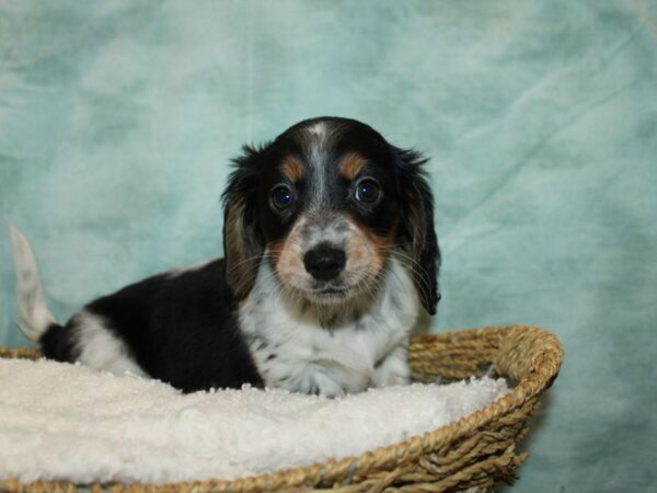 [#10506] Black and Tan Female Dachshund Puppies for Sale
