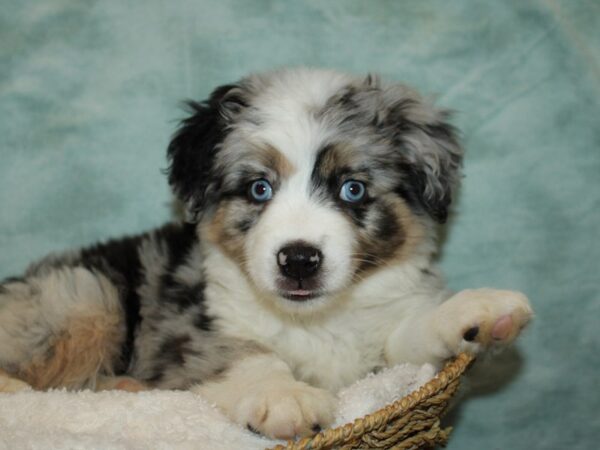 [#10474] Blue Merle White and Tan Female Miniature Australian Shepherd Puppies for Sale