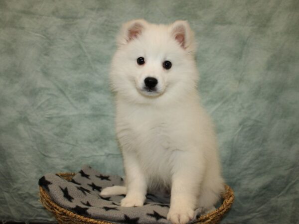 [#10484] White Male American Eskimo Dog Puppies for Sale