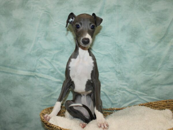 [#22010] Blue / White Female Italian Greyhound Puppies for Sale