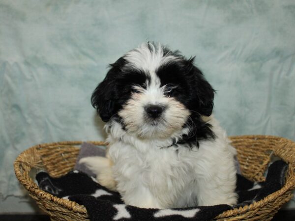 [#10501] Black / White Female Teddy Bear Puppies for Sale